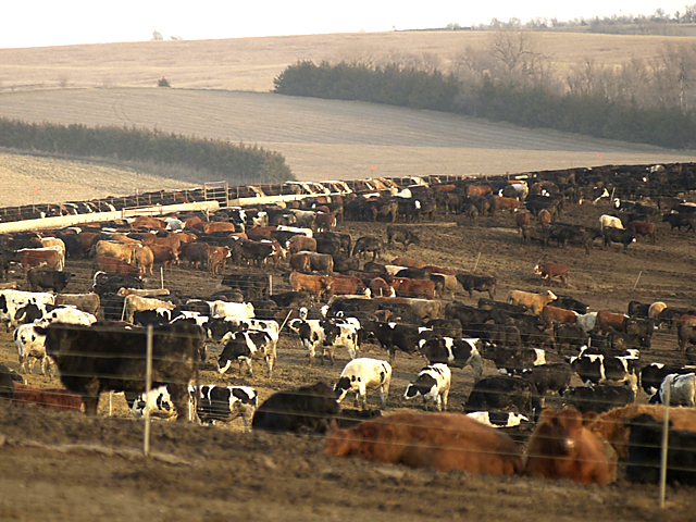 U.S. beef was among the products targeted by Canada&#039;s government to be hit by tariffs. (DTN file photo)